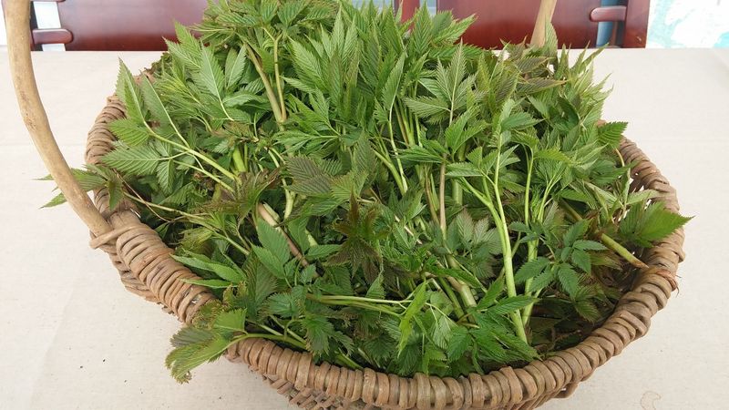 박준규님의 장터 판매 상품 [눈개승마(삼나물) 1kg 2025년] 첨부 사진