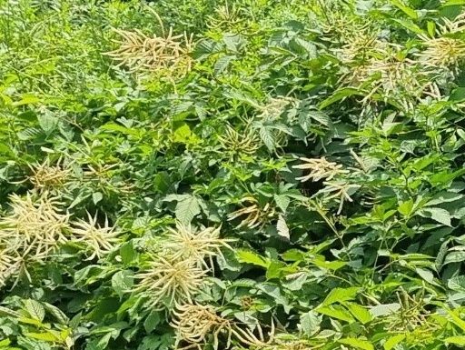 박준규님의 장터 판매 상품 [눈개승마(삼나물) 1kg 2025년] 첨부 사진