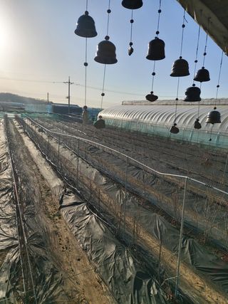 베리맘님의 블루베리 · 자유게시판 작성글 사진