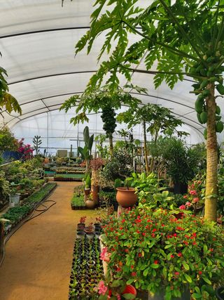 베리맘님의 블루베리 · 자유게시판 작성글 사진