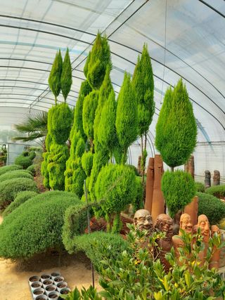 베리맘님의 블루베리 · 자유게시판 작성글 사진