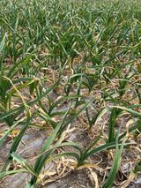 팜모닝 마늘·일상 게시글 이미지