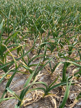 농부딸님의 마늘 · 일상 작성글 사진