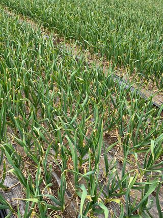 농부딸님의 마늘 · 일상 작성글 사진