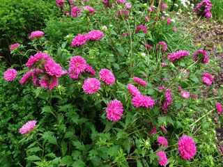 머치자연인님의 자유주제 · 자유게시판 작성글 사진