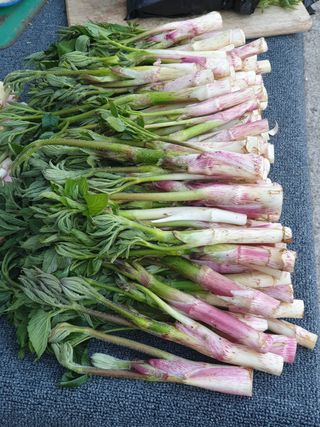 블루베리6955님의 두릅 · 수확 작성글 사진