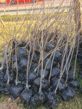 팜모닝 · 게시글 이미지