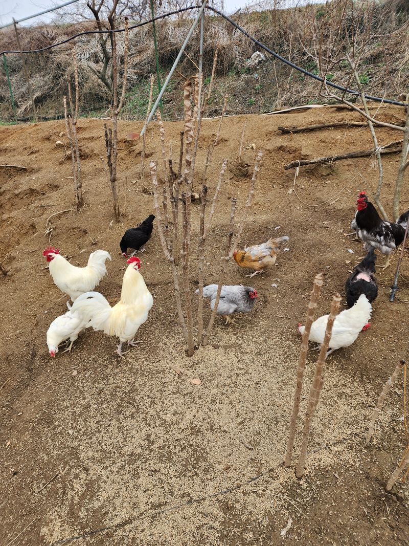  청계유정란 박진균님의 장터 판매 상품 [자연방사 청계 유정란] 첨부 사진