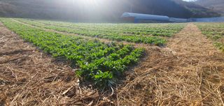김동현님의 기타작물 · 자유게시판 작성글 사진
