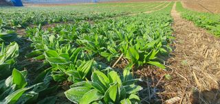 김동현님의 기타작물 · 자유게시판 작성글 사진