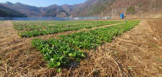 김동현님의 기타작물 · 자유게시판 작성글 사진