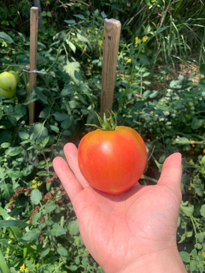 김원준님의 장터 판매 상품 [곤충 유기질 비료 무상 나눔] 첨부 사진