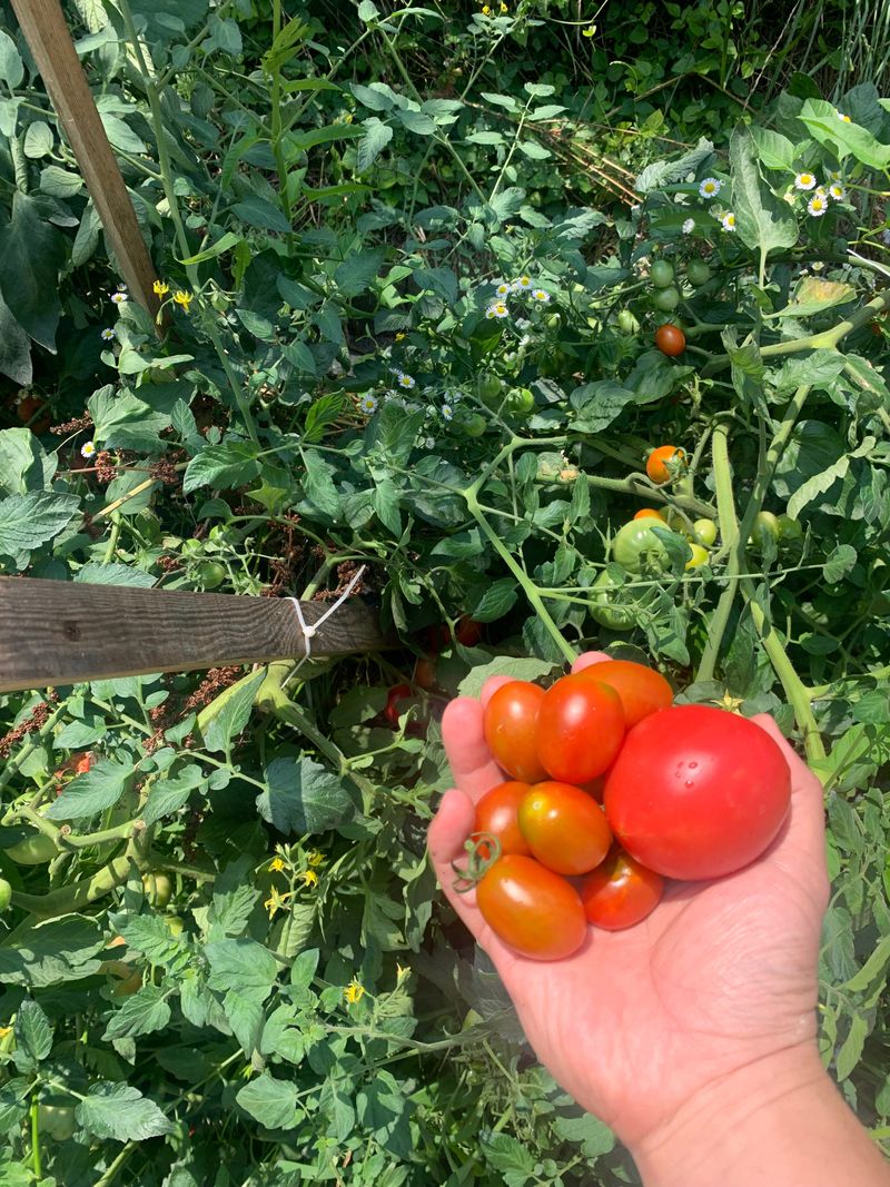 김원준님의 장터 판매 상품 [곤충 유기질 비료 무상 나눔] 첨부 사진