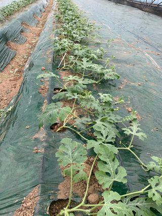 김원준님의 기타작물 · 자유게시판 작성글 사진