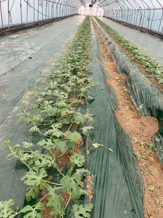 김원준님의 기타작물 · 자유게시판 작성글 사진