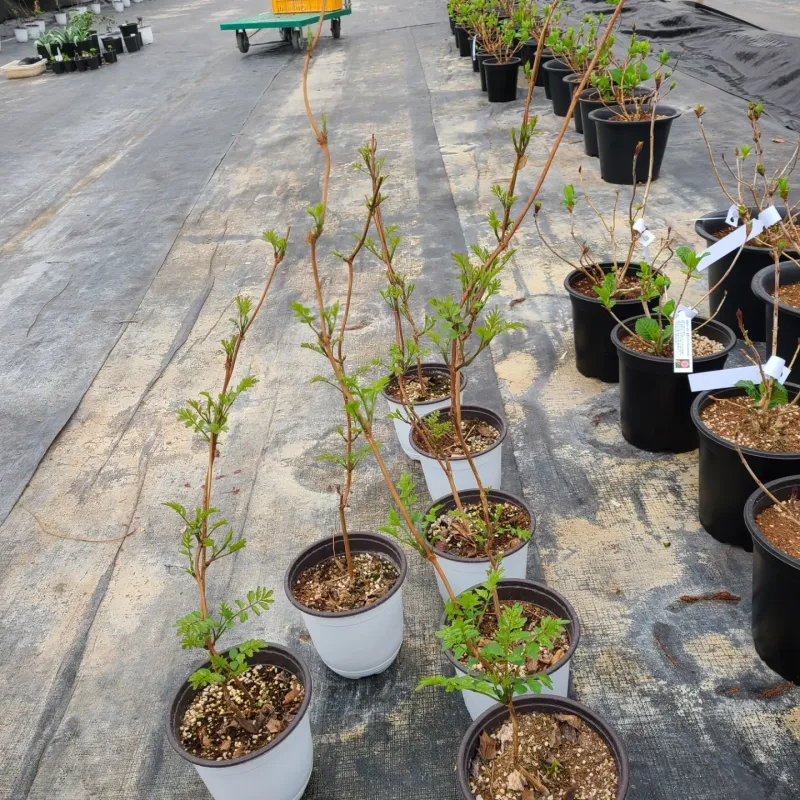 장터 상품 [미국능소화(판매완료)] 썸네일