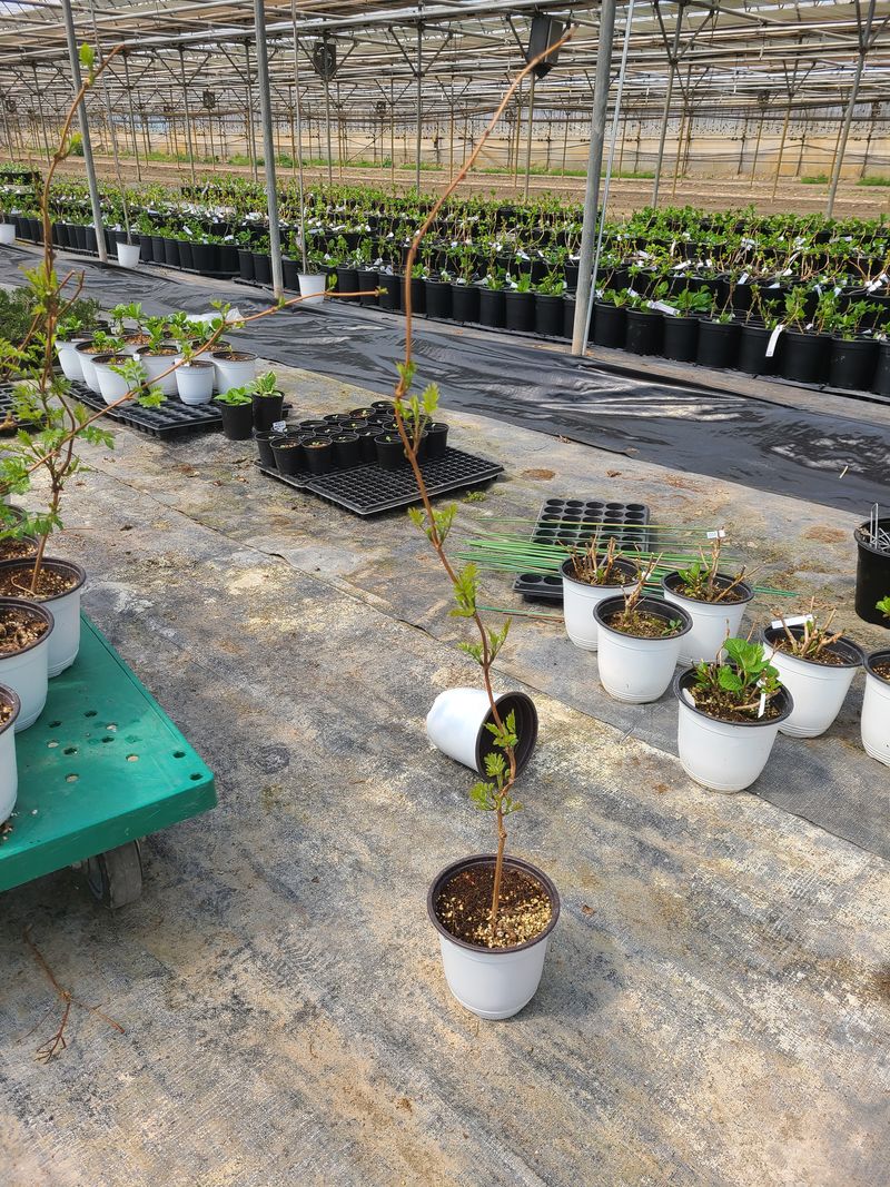 백구수국님의 장터 판매 상품 [미국능소화(판매완료)] 첨부 사진