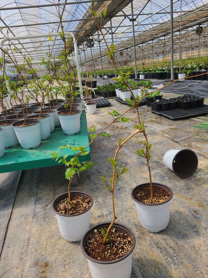 백구수국님의 장터 판매 상품 [미국능소화(판매완료)] 첨부 사진