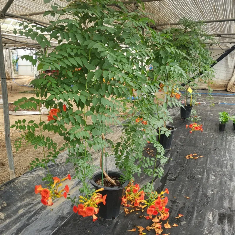 백구수국님의 장터 판매 상품 [미국능소화(판매완료)] 첨부 사진