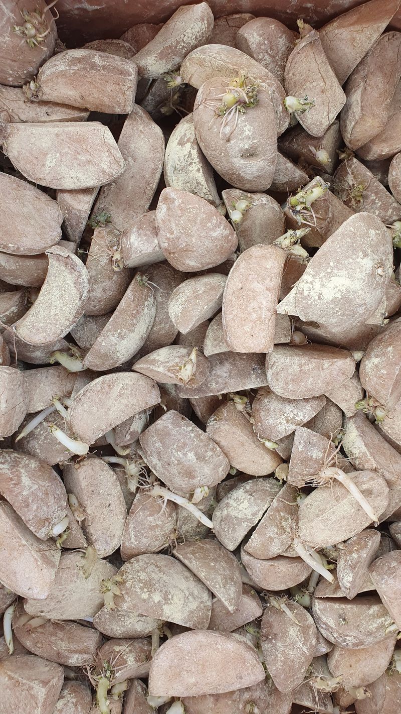 장터 상품 [두백 씨감자 판매합니다.] 썸네일