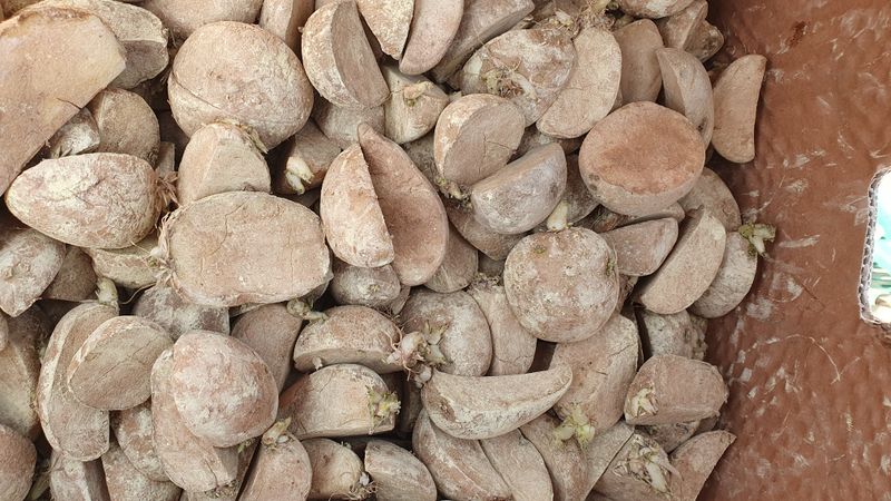 정채욱님의 장터 판매 상품 [두백 씨감자 판매합니다.] 첨부 사진