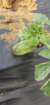 팜모닝 기타작물·병해충상담 게시글 이미지