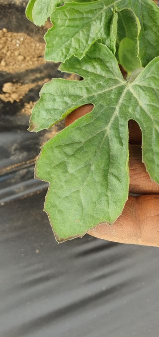 솔봄님의 기타작물 · 병해충상담 작성글 사진