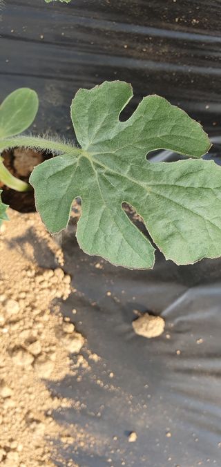 솔봄님의 기타작물 · 병해충상담 작성글 사진