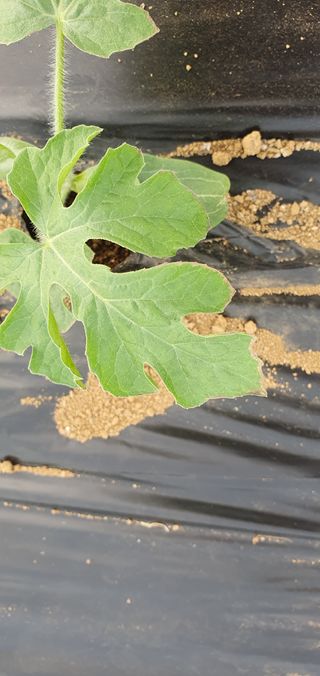 솔봄님의 기타작물 · 병해충상담 작성글 사진