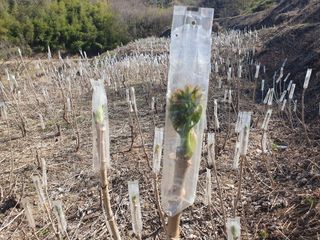 길위의웰컴선교사님의 두릅 · 일상 작성글 사진