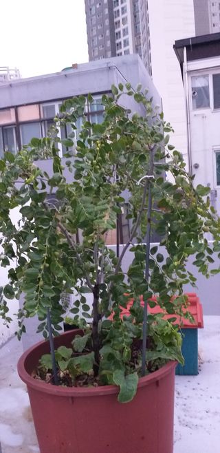 행복대박산본님의 기타작물 · 병해충상담 작성글 사진