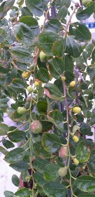 행복대박산본님의 기타작물 · 병해충상담 작성글 사진