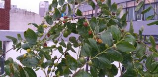 행복대박산본님의 기타작물 · 병해충상담 작성글 사진