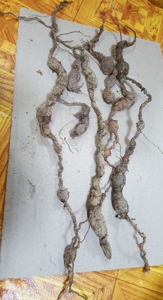 농사꾼 단비님의 자유주제 · 자유게시판 작성글 사진