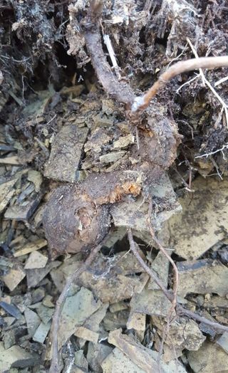 농사꾼 단비님의 자유주제 · 자유게시판 작성글 사진