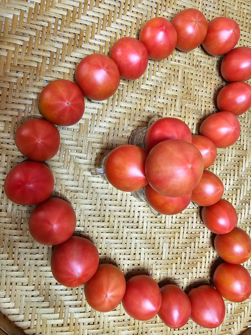 심경자님의 장터 판매 상품 [대저짭짤이 못난이토마토] 첨부 사진