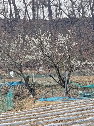 김성자님의 감자 · 자유게시판 작성글 사진