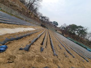 김성자님의 감자 · 자유게시판 작성글 사진