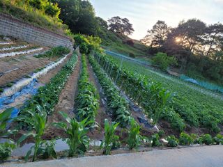 김성자님의 감자 · 자유게시판 작성글 사진