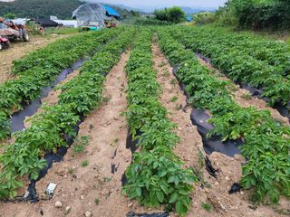 김성자님의 감자 · 자유게시판 작성글 사진