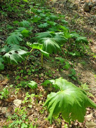 산 속에 농사꾼님의 자유주제 · 사진전 작성글 사진