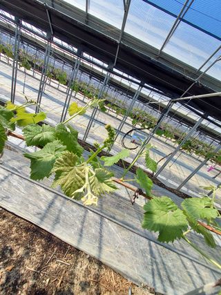 황인표님의 포도 · 자유게시판 작성글 사진