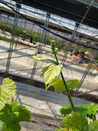 황인표님의 포도 · 자유게시판 작성글 사진