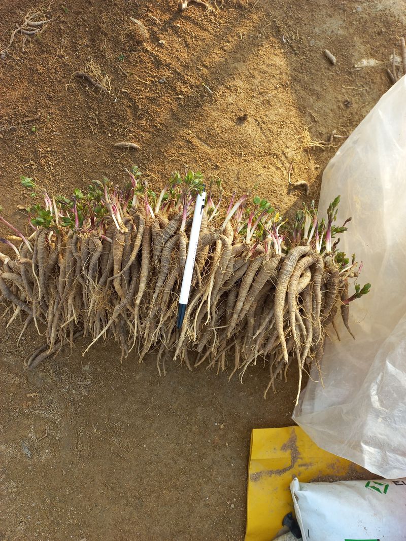 장터 상품 [더덕묘종2kg(판매완료)] 썸네일