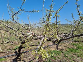 최영환님의 자두 · 자유게시판 작성글 사진