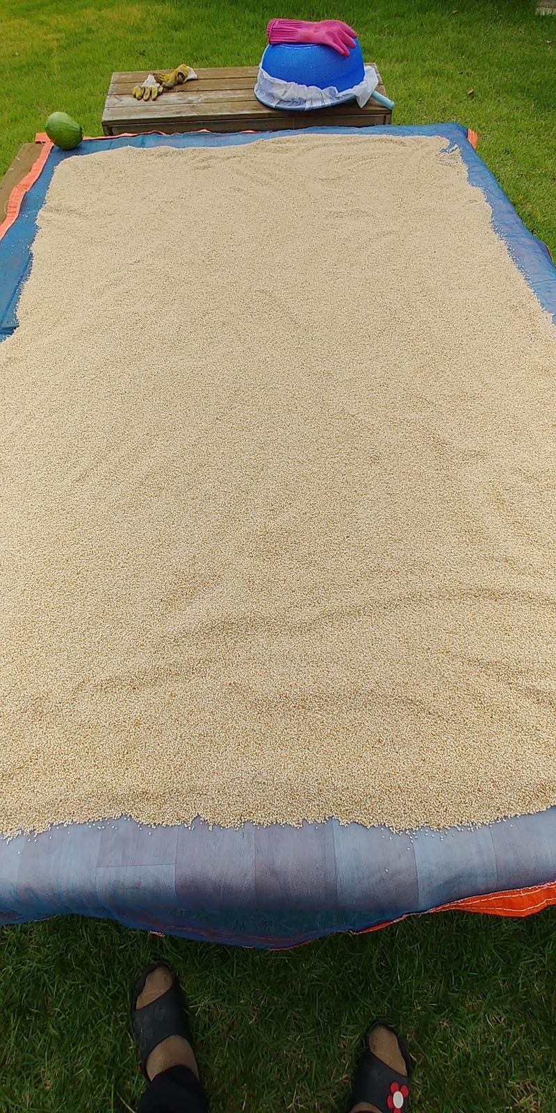 장터 상품 [참깨 10kg] 썸네일