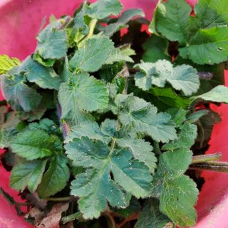 봉덕팜님의 기타작물 · 자유게시판 작성글 사진