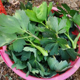 봉덕팜님의 기타작물 · 자유게시판 작성글 사진