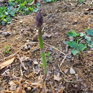 봉덕팜님의 기타작물 · 자유게시판 작성글 사진