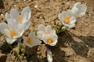 산 아래님의 마늘 · 일상 작성글 사진